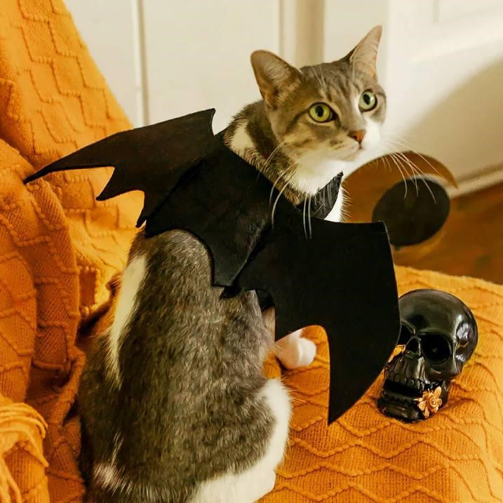 Fantasia Asinhas de Morcego