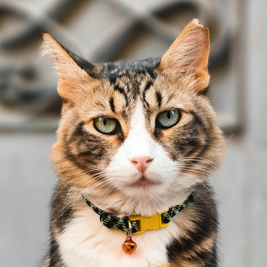 Coleiras para Gatos: Estilo e Conforto no Dia a Dia