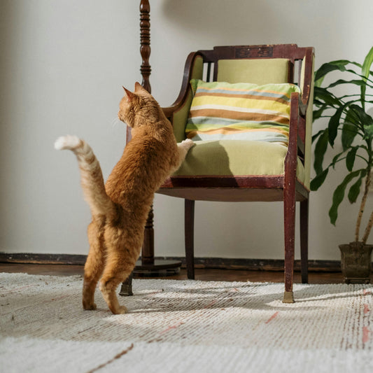 Gato correndo pela casa com energia em ambiente doméstico claro