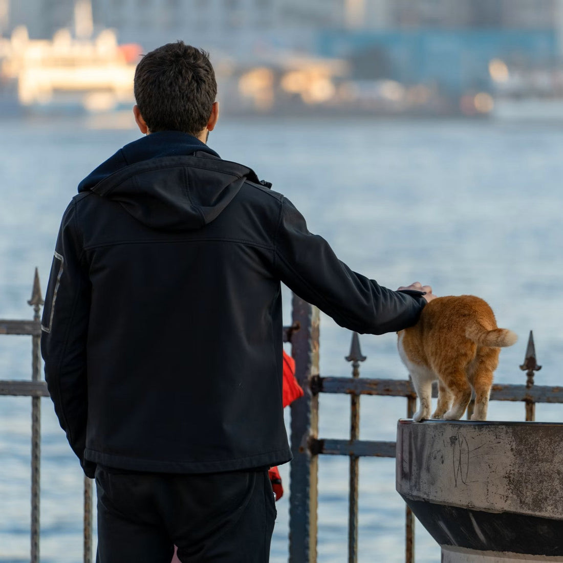 Como Fazer Seu Gato Gostar De Você Mais Rápido (Sem Forçar)