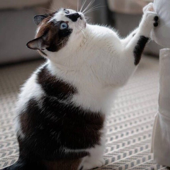 Gato usando o sofá como arranhador em ambiente claro e organizado