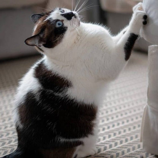Gato usando o sofá como arranhador em ambiente claro e organizado