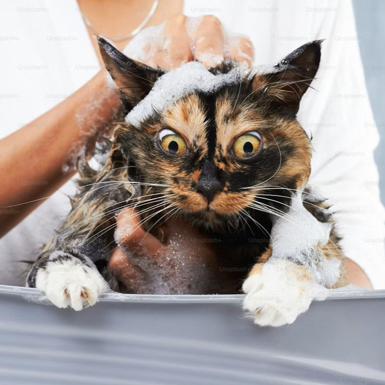 Gato sendo limpo com cuidado em ambiente seguro e tranquilo
