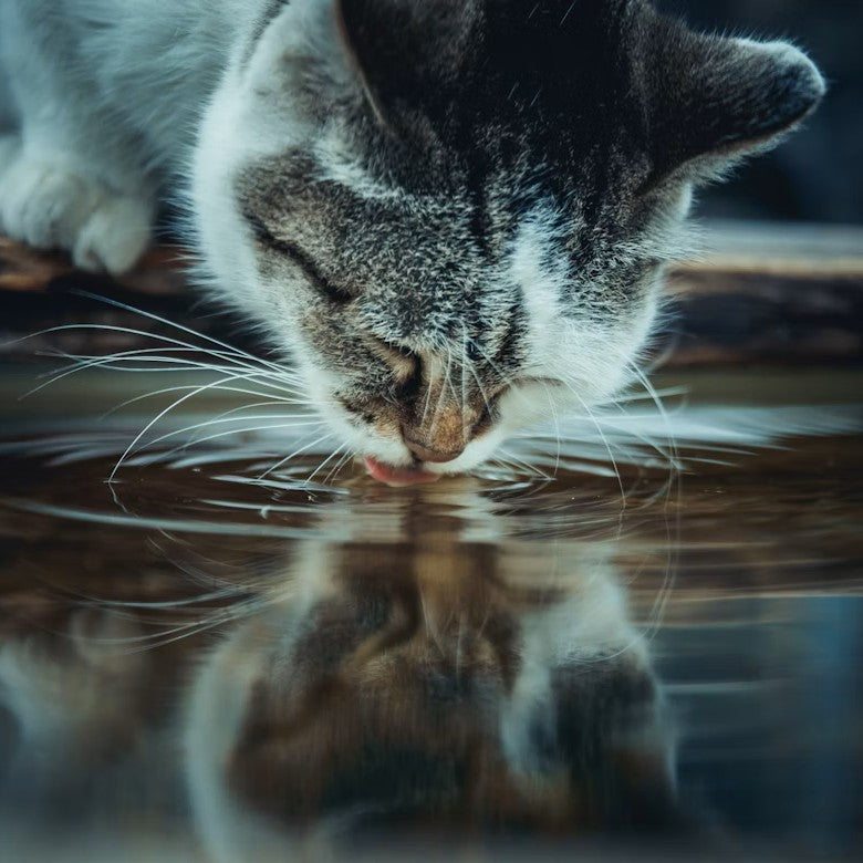 Gato bebendo água em poça limpa em ambiente claro