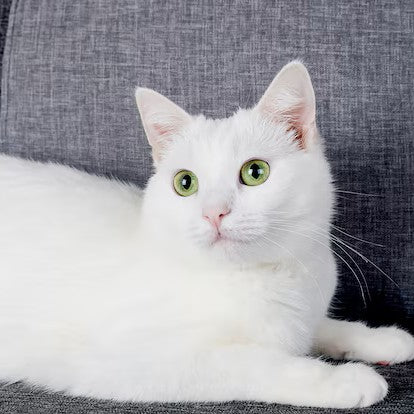 Coleira ou peitoral para gatos: qual é melhor e quando usar cada um?