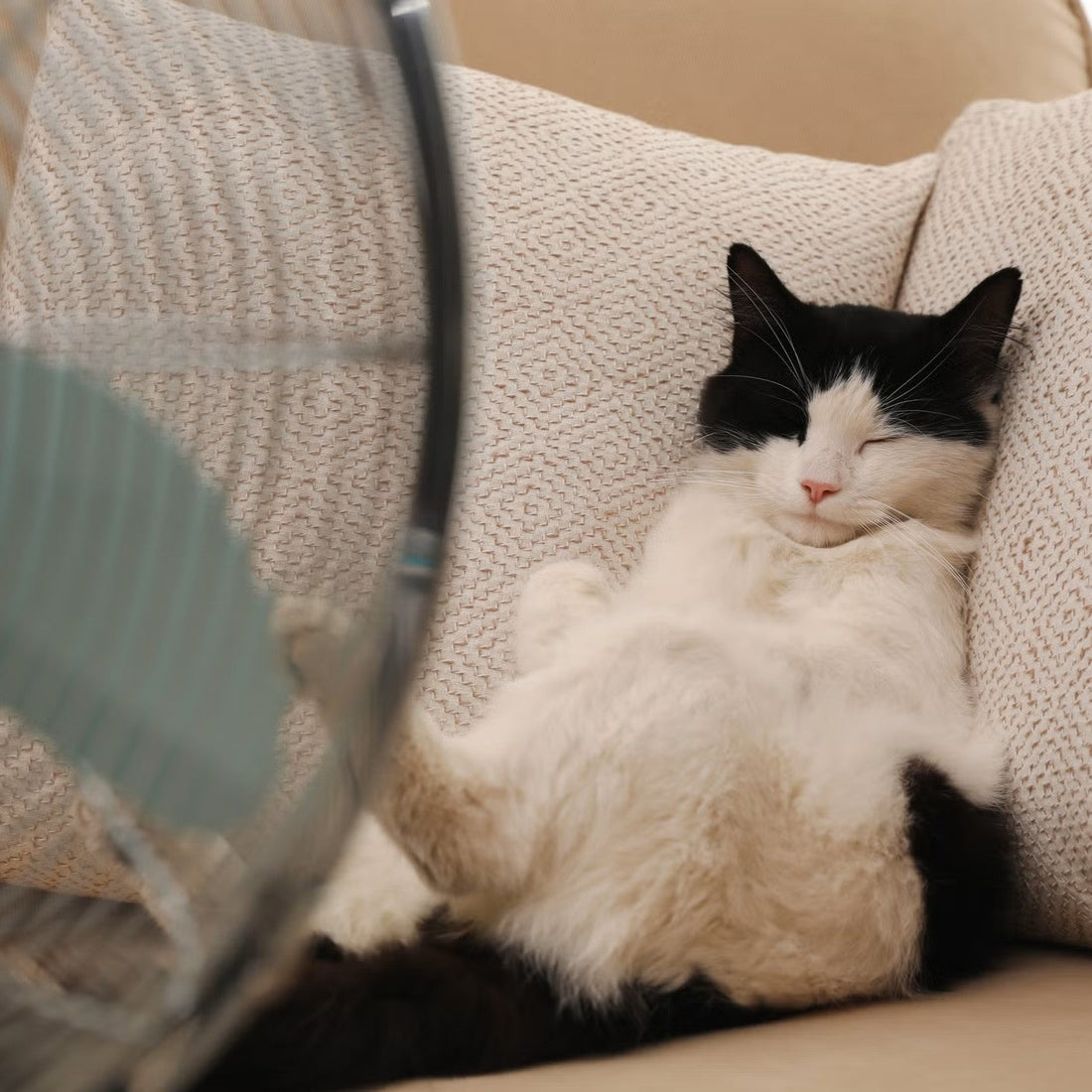 Gato deitado sem estímulo em ambiente doméstico simples