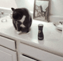 Por que meu gato derruba coisas? Entenda esse comportamento