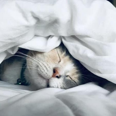 Gato dormindo relaxado em ambiente confortável e iluminado