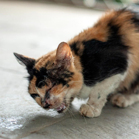 gato vomitando após mal-estar