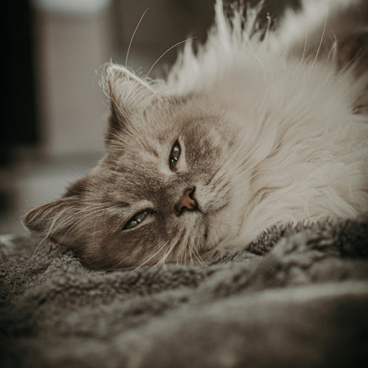 Gato relaxado e confortável em ambiente doméstico iluminado