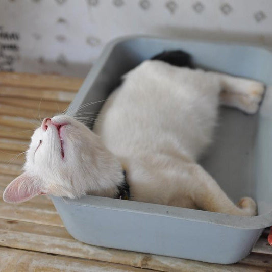 Gato na caixa de areia com mal-estar