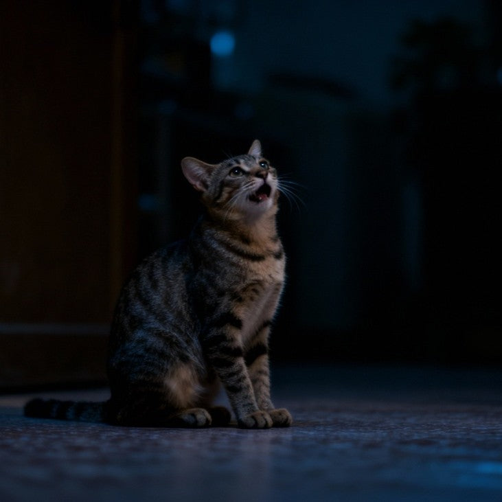 Por que meu gato mia muito à noite? Veja como resolver