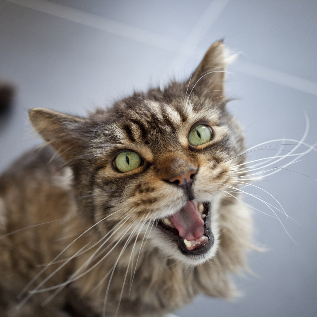 Gato Miando Muito? Entenda o Que Ele Quer Dizer