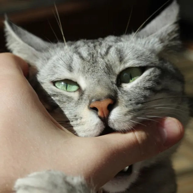 Gato mordendo a mão do tutor durante interação em ambiente doméstico claro