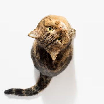 gato observando ambiente de cima em espaço claro e minimalista