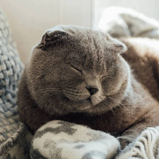 Gato piscando lentamente em ambiente tranquilo e iluminado