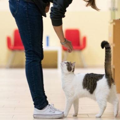 Gato seguindo tutor pela casa em ambiente claro e organizado