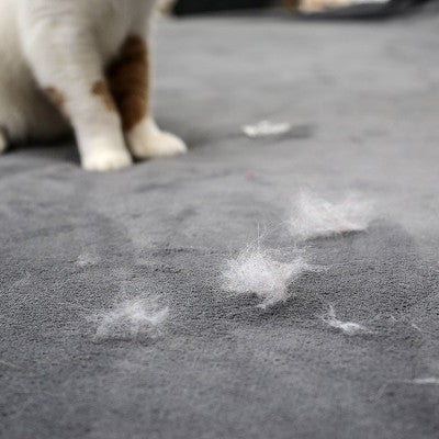 Pelos de gato acumulados no sofá