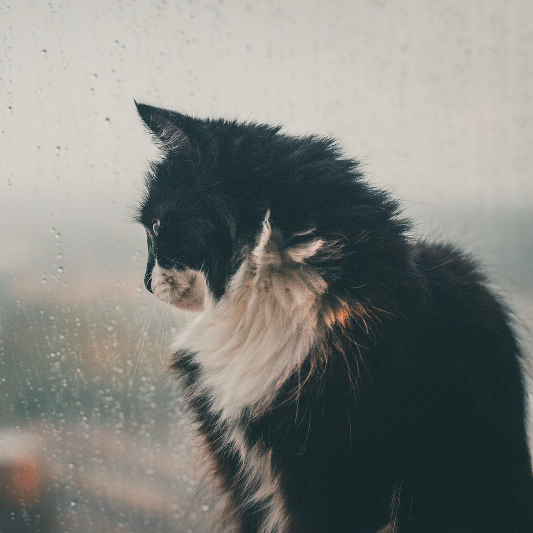 Quanto Tempo um Gato Pode Ficar Sozinho em Casa?