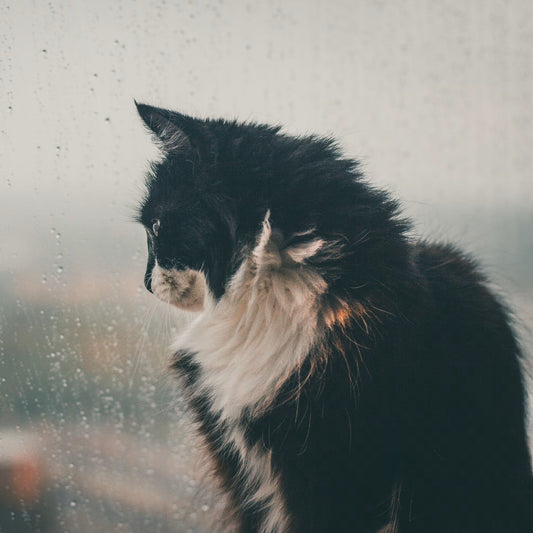 Quanto Tempo um Gato Pode Ficar Sozinho em Casa?