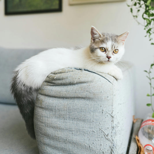 Gato em cima do sofá observando ambiente doméstico