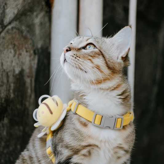 Gato usando coleira confortável e ajustada em ambiente claro e natural