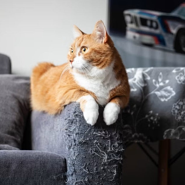 Como Fazer o Gato Parar de Arranhar o Sofá
