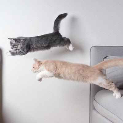 gato brincando com brinquedo interativo em casa