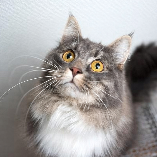 Gato olhando fixamente para o tutor em ambiente doméstico tranquilo