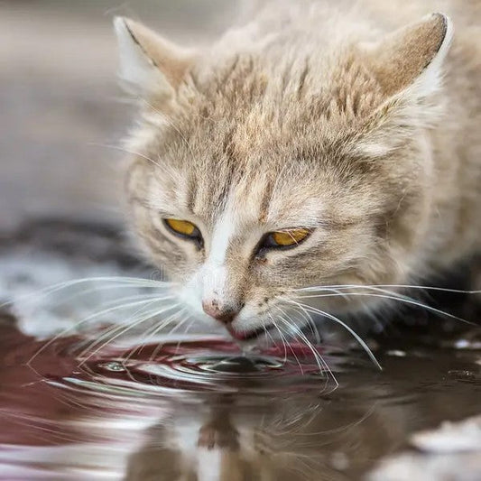 gato bebendo água em possa de água da chuva