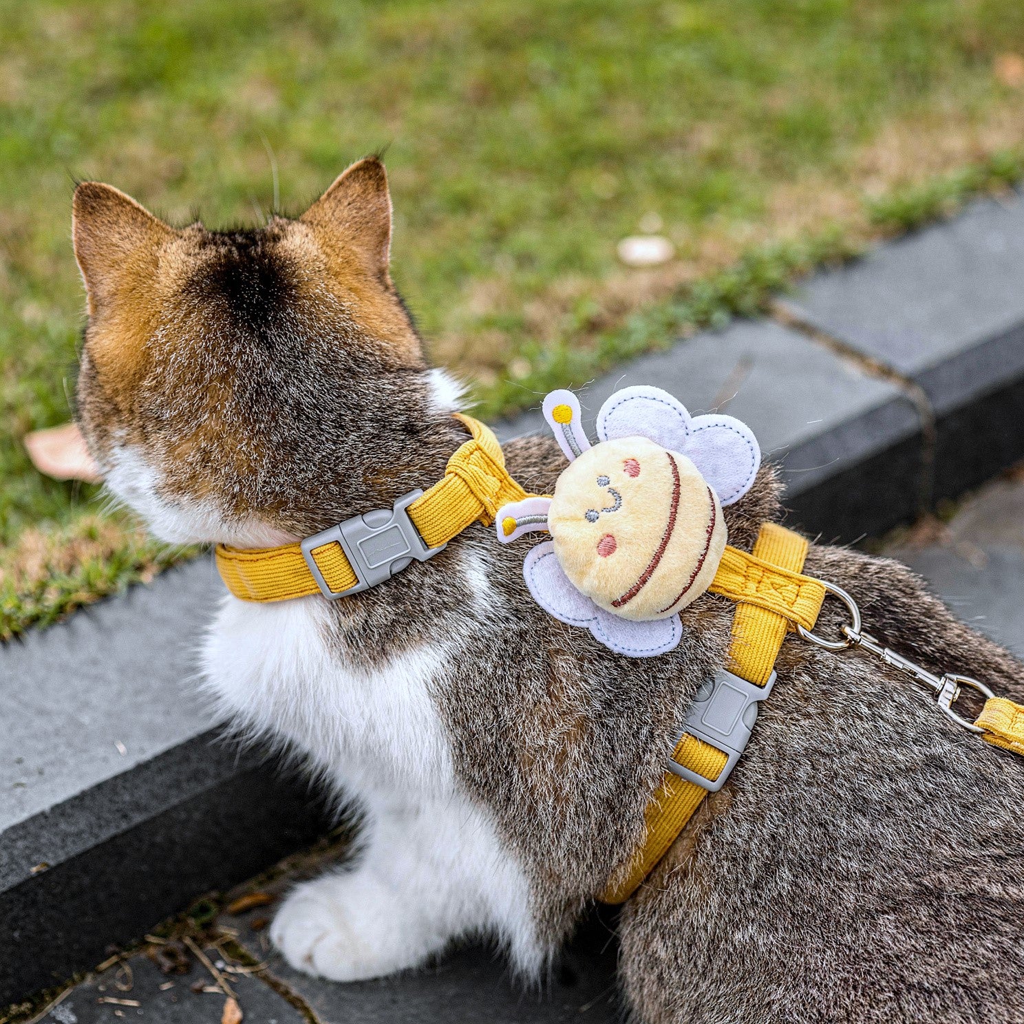 Gato olhando para o lado usando uma coleira para gatos amarelo da cantito