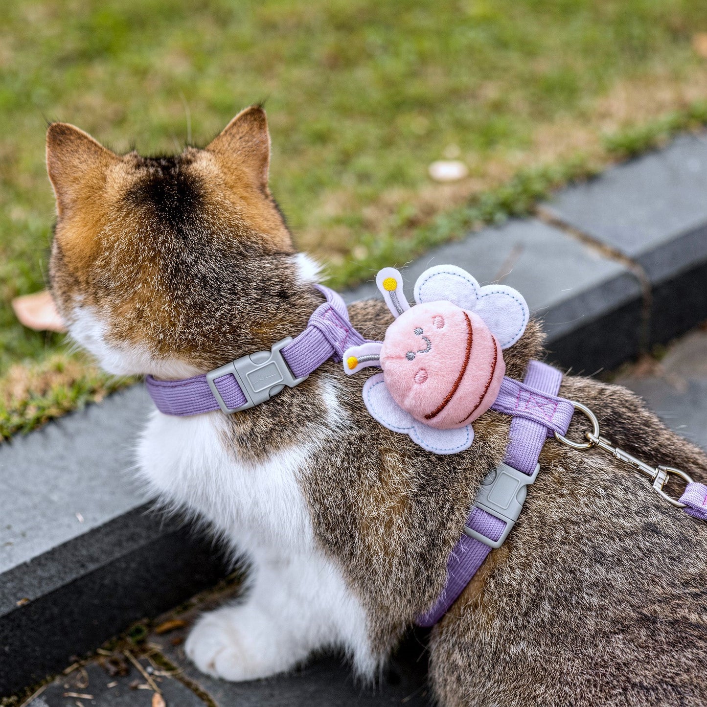 Gato olhando para o lado usando uma coleira para gatos roxo da cantito