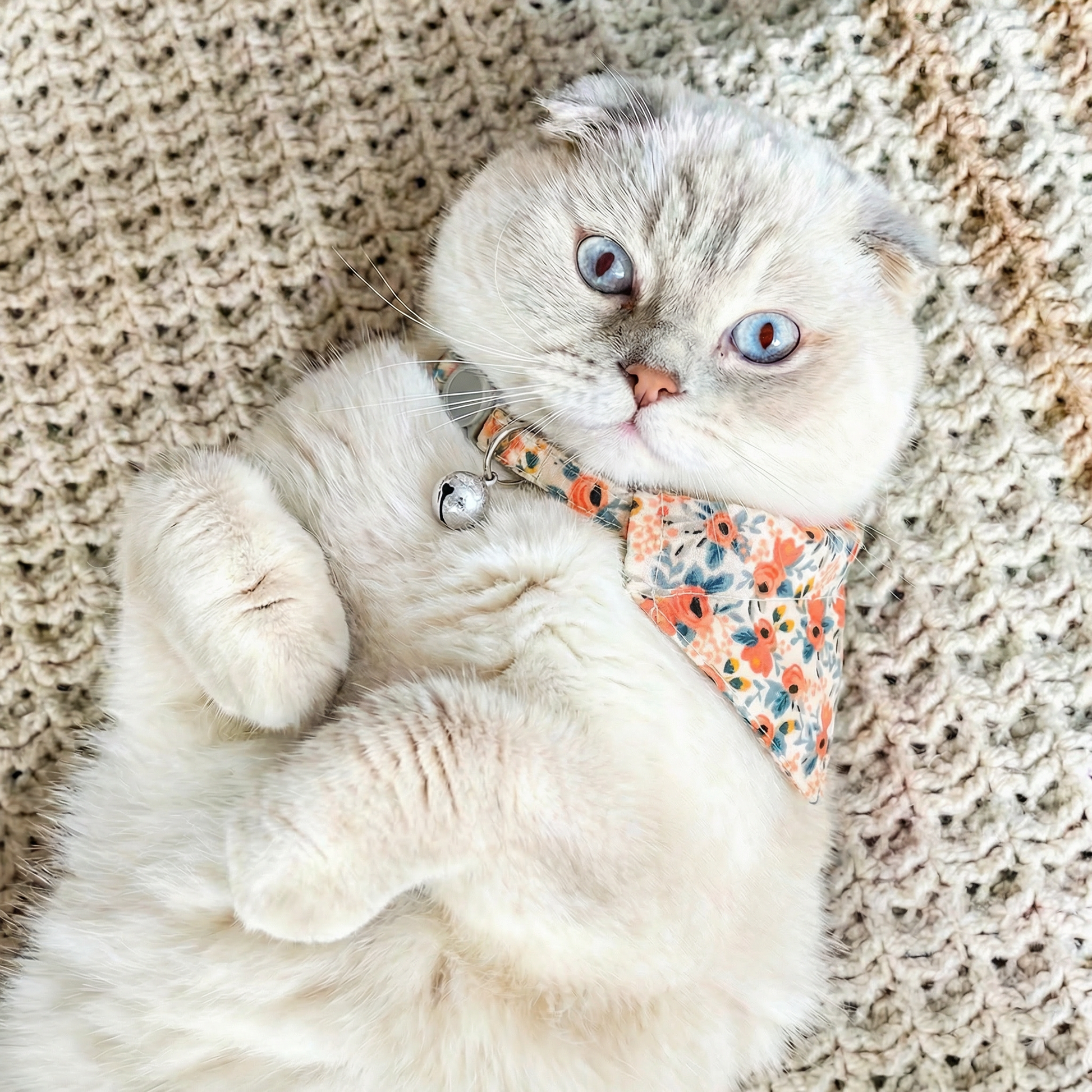 Gato deitado na rede usando coleira gato floral laranja 