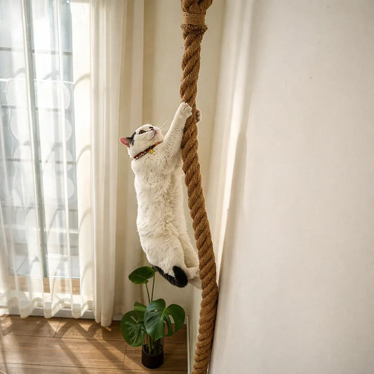 gato pendurado em corda para gatos em uma sala