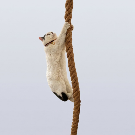 gato pendura em corda para gatos 
