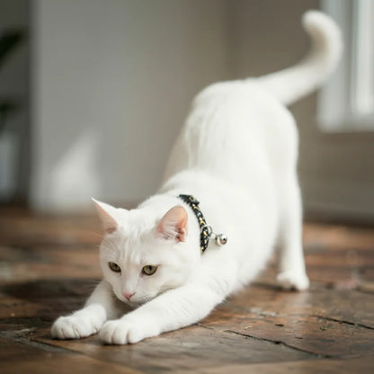 Gato espreguiçando com coleira para gatos preta com estampa de luas