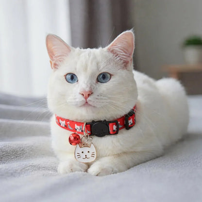 Gato branco usando coleira vermelha bonita