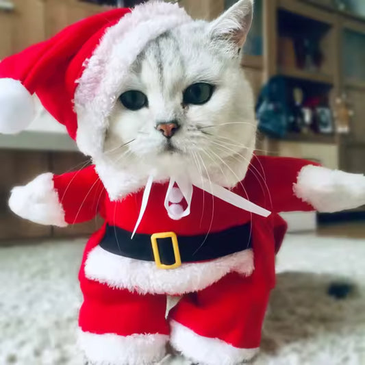 Gato vestido de papai noel fofo para fotos de natal
