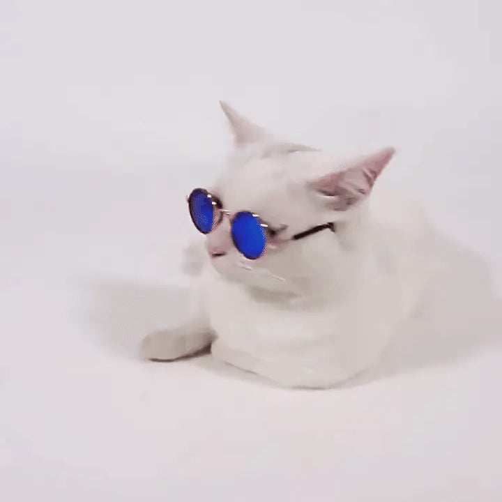 Gif gato branco bonito usando um óculos para gatos 