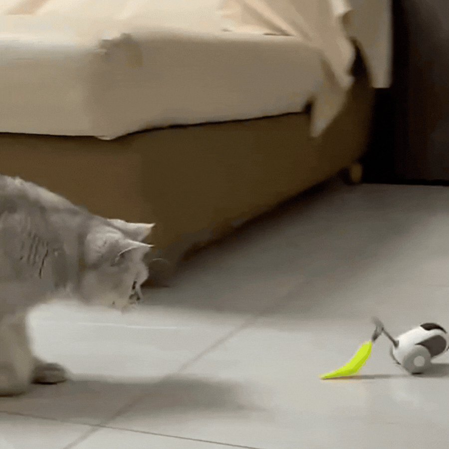 Gato cinza e fofo interagindo com um brinquedo interativo caça ativa da Cantito em um ambiente iluminado e moderno.
