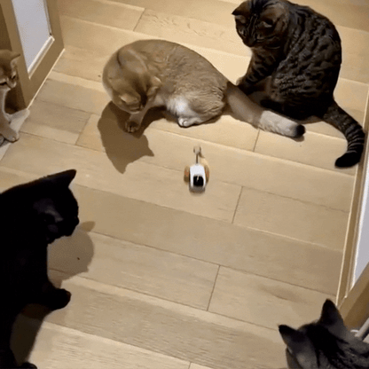 Grupo de gatos fofos interagindo com um brinquedo interativo caça ativa da Cantito em um ambiente calmo