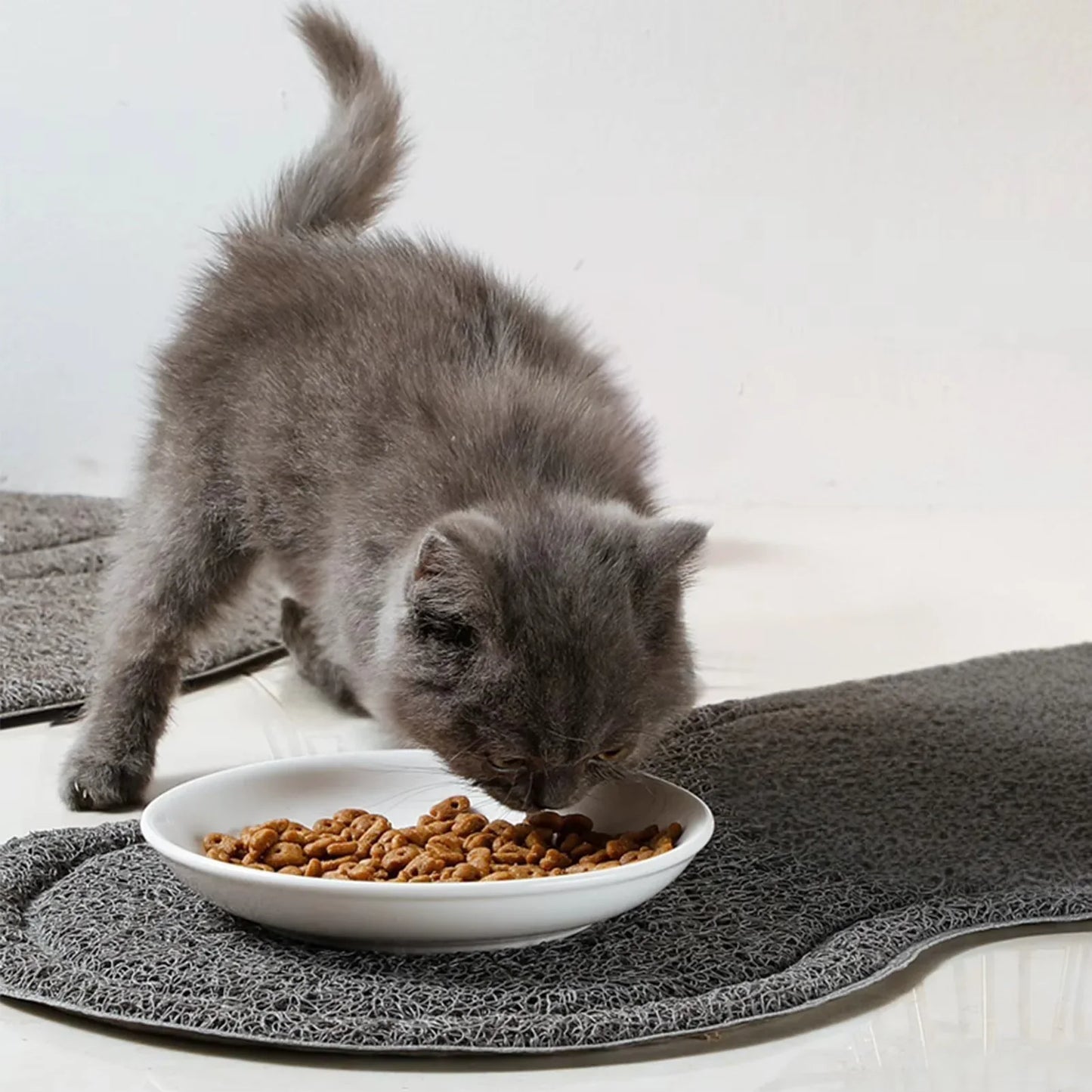 gato cinza comendo no comedouro gatos
