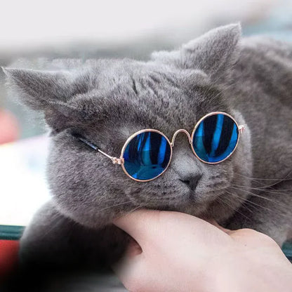Gato cinza estiloso usando óculos para gatos azul 