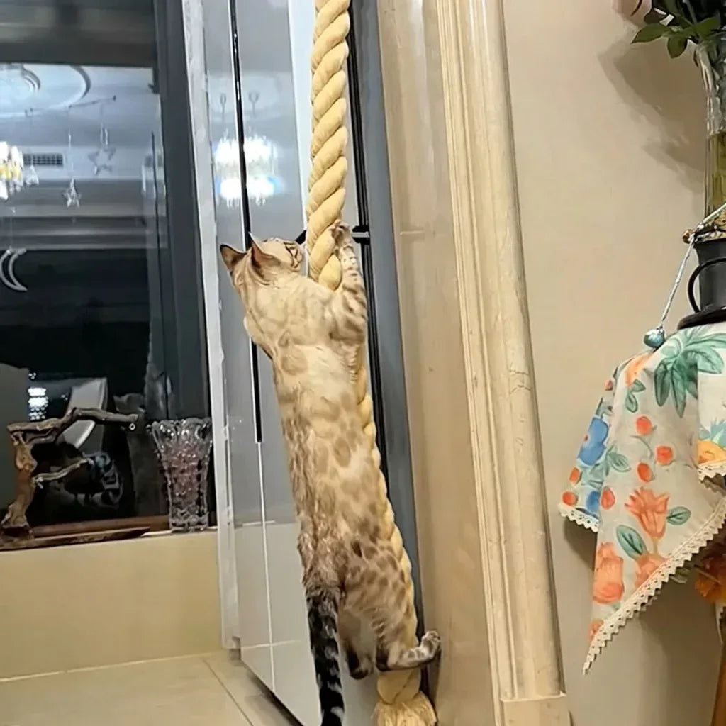 gato manchado agarrado na corda para gatos 