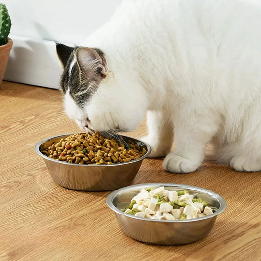 Gato branco comendo no comedouro inox para gatos 