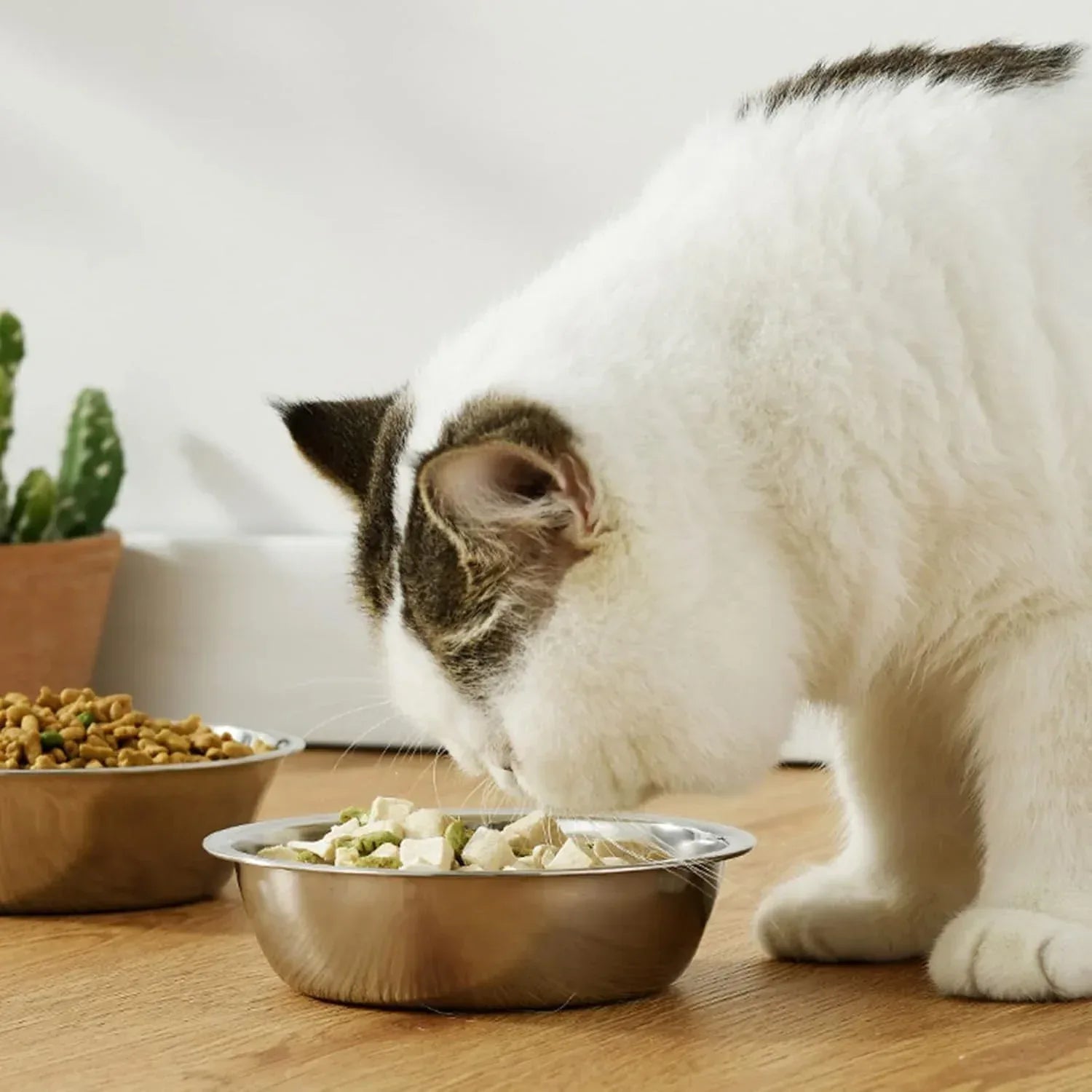 Gato branco comendo no comedouro para gatos 