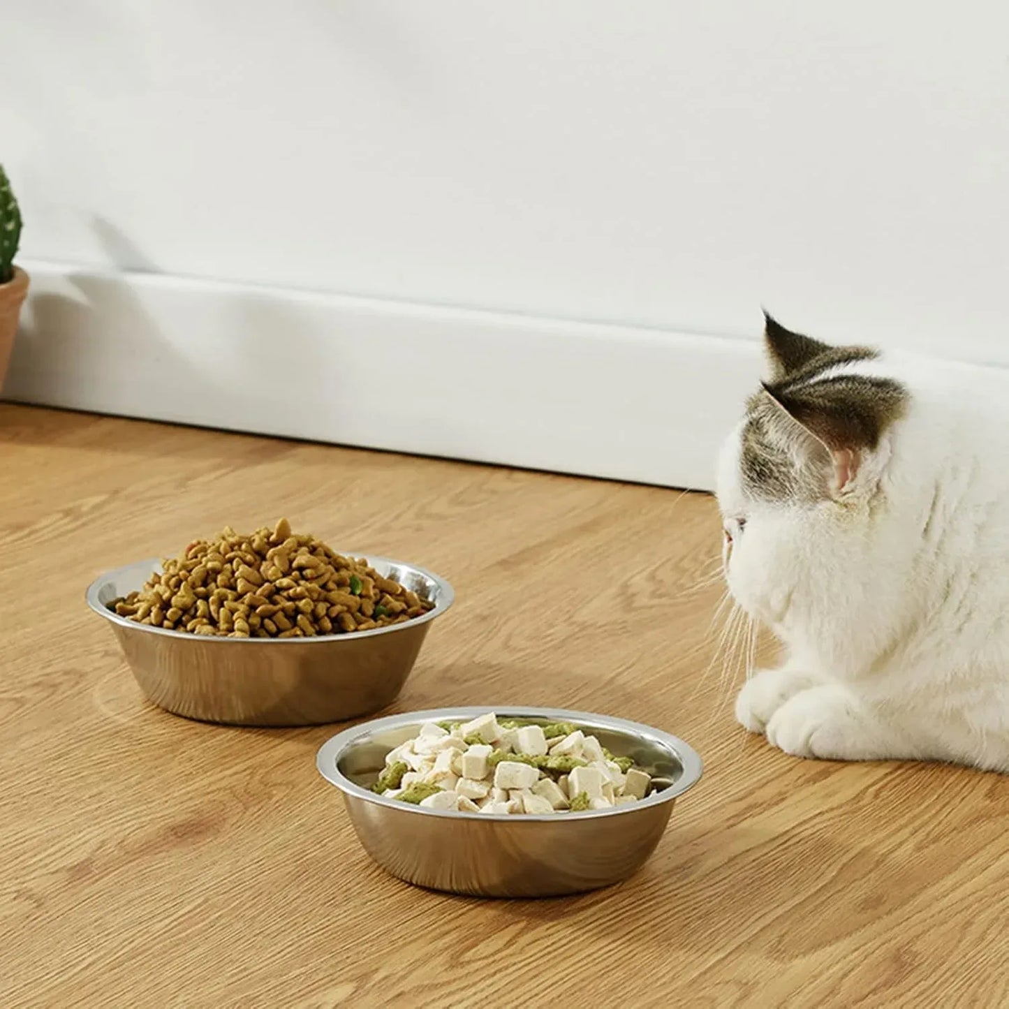 Gato deitado olhando para comedouros gatos com comida 