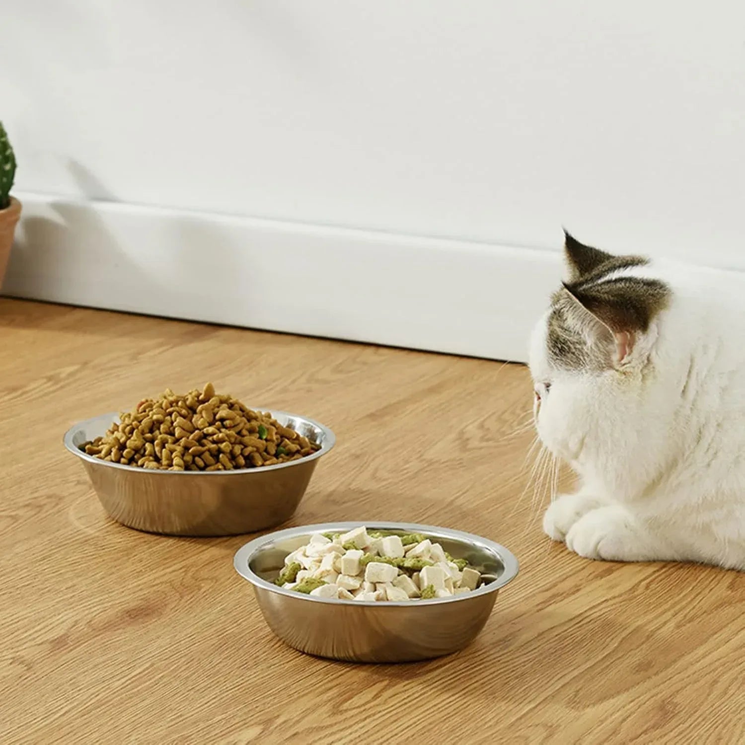 Gato deitado olhando para comedouros gatos com comida 