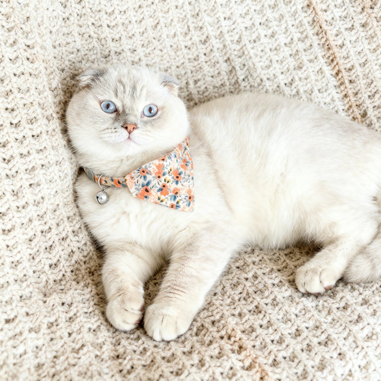 Gato claro usando coleira para gatos com bandana confortável laranja
