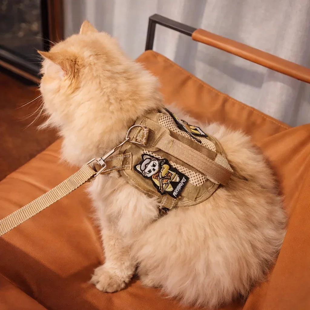 Gato equipado com peitoral para passeio na sala